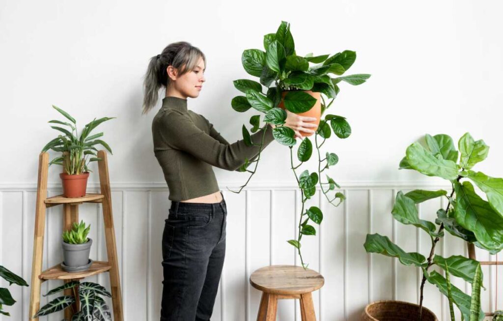 Plantas de interior - Victoria Frances Blog